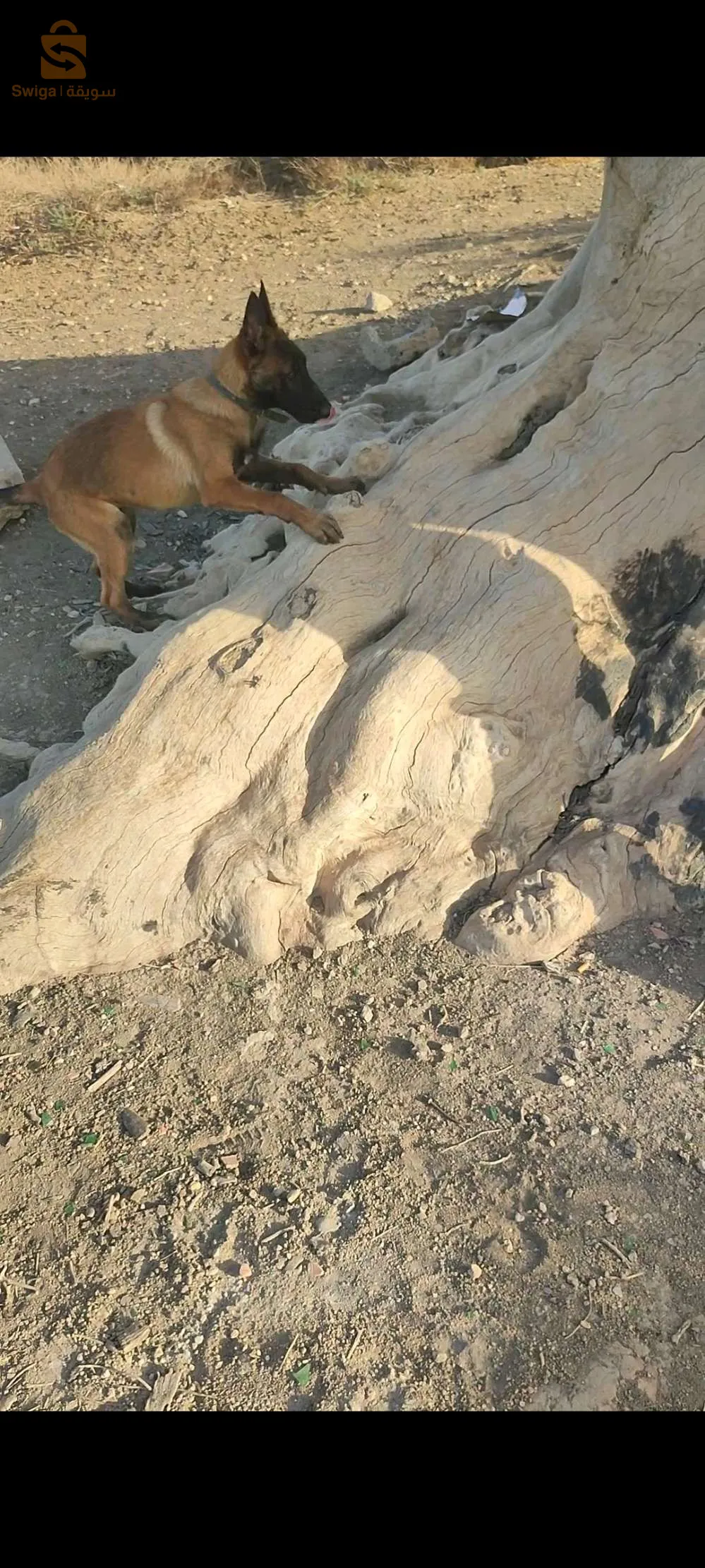 المحمدية معسكر