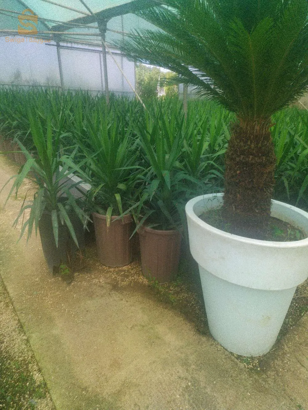 jardinerie