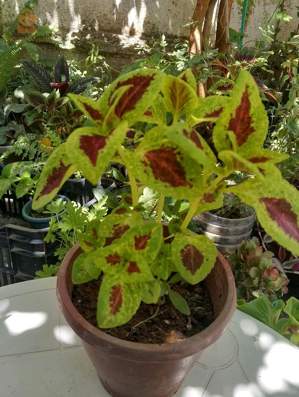 jardinage des plantes de décoration d'intérieur et d'extérieur.