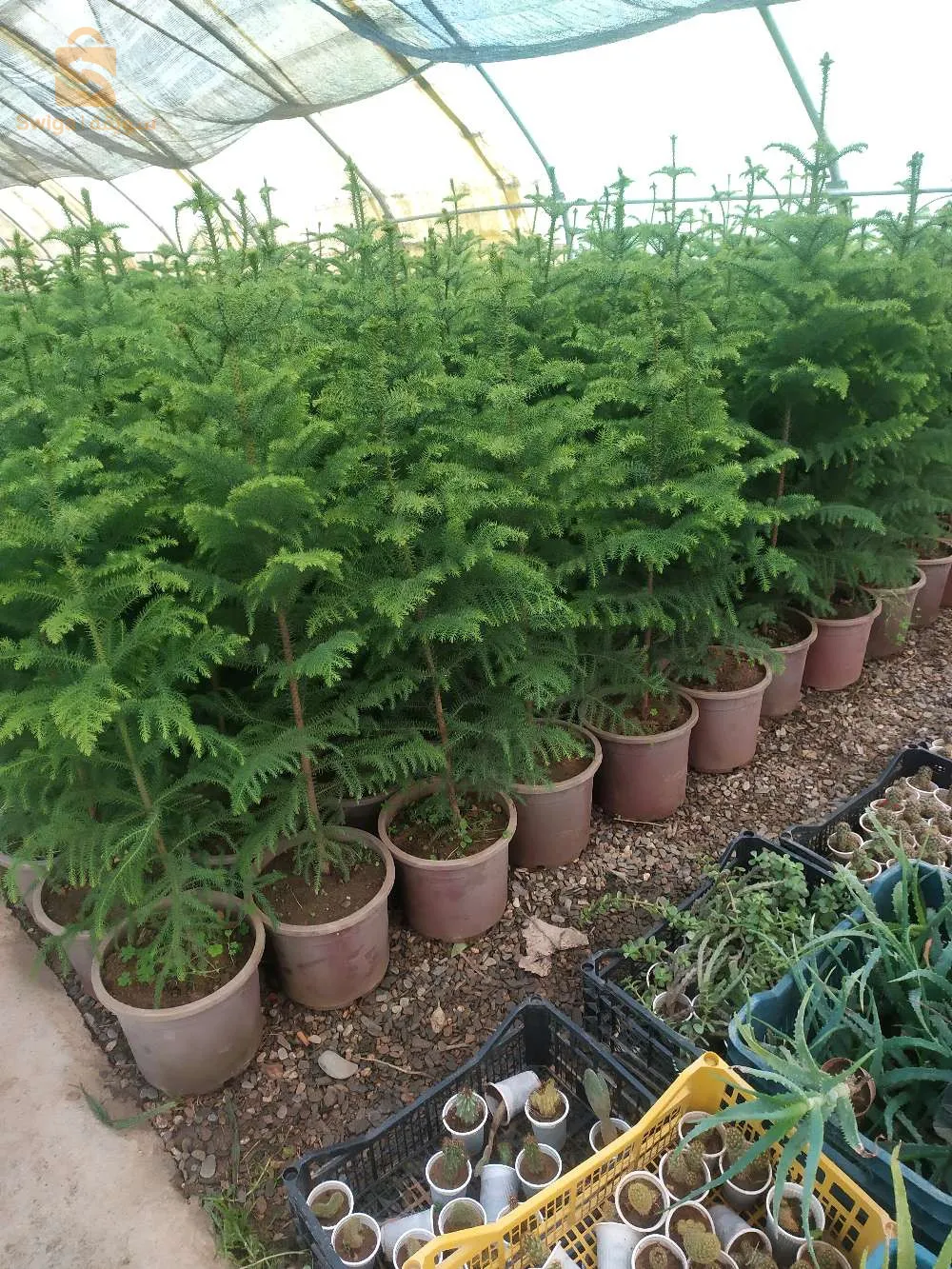 jardinerie