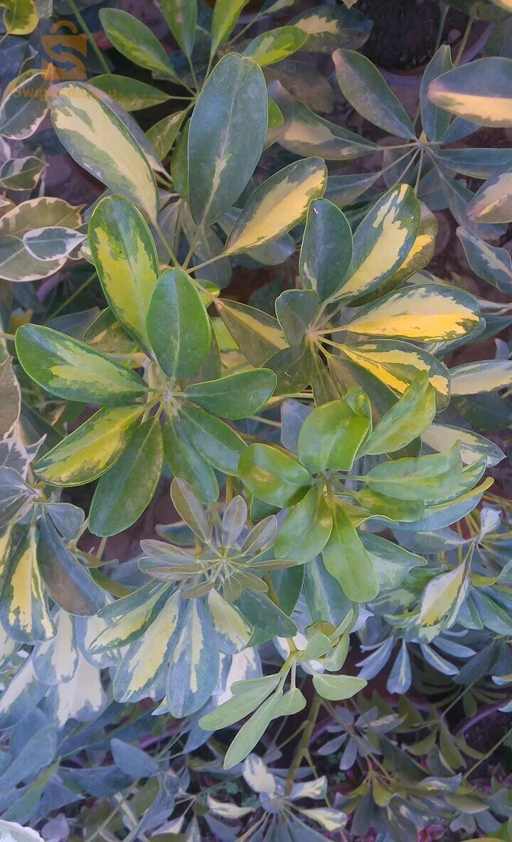 Quartier Al-Akhwa, Haj Kaddour, Ain Al-Dafla (Al-Barrak)