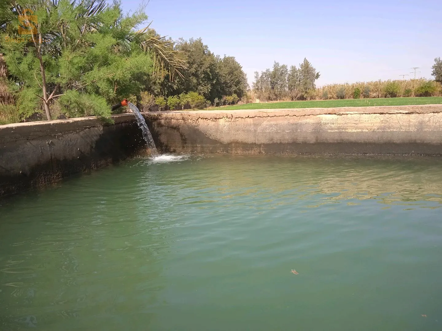 العضلة معذر بوسعادة
