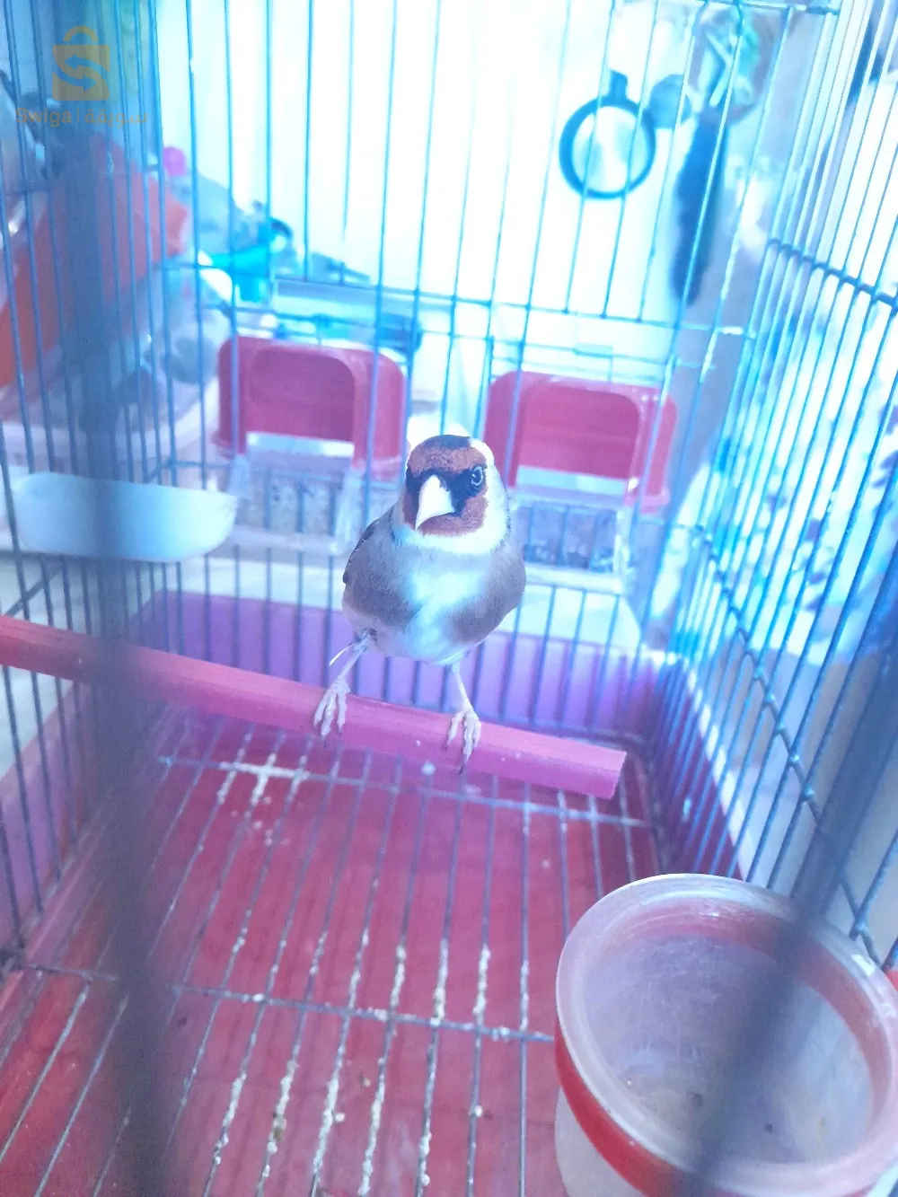 متوفر ذكر حسون (خلوي ) راهو واجد حبة و مروزي و كوبلور كناريا ومقنينة 
رقم الهاتف : 0561246081 
ولي مهتم يعيط
ولاية المدية (البرواقية)