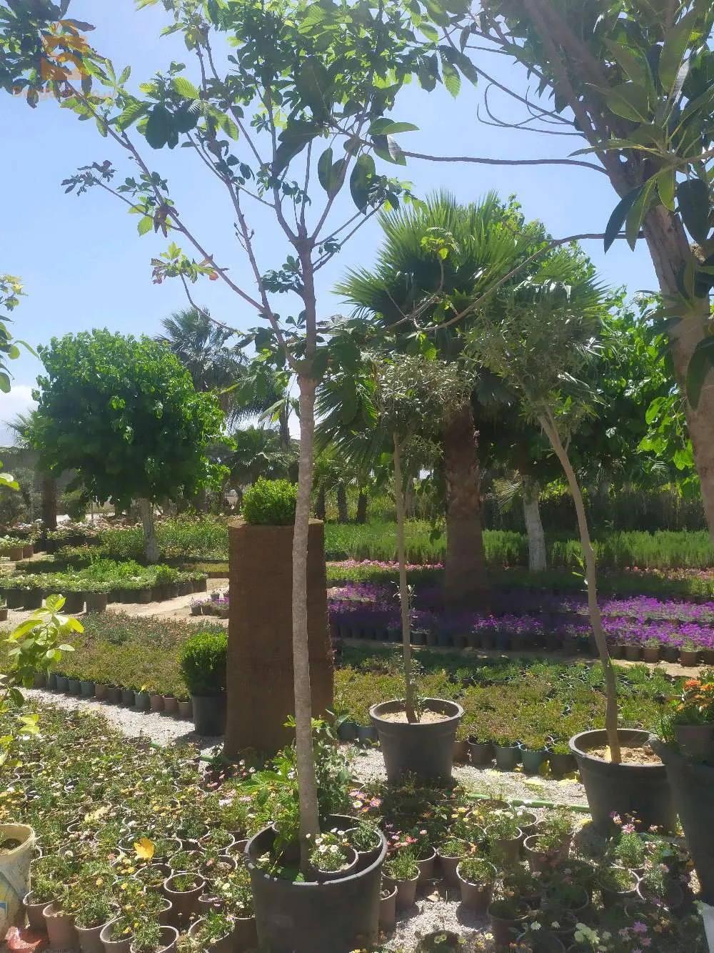 jardinerie