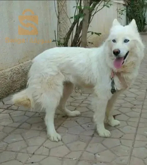 كلبة هاسكي فومال