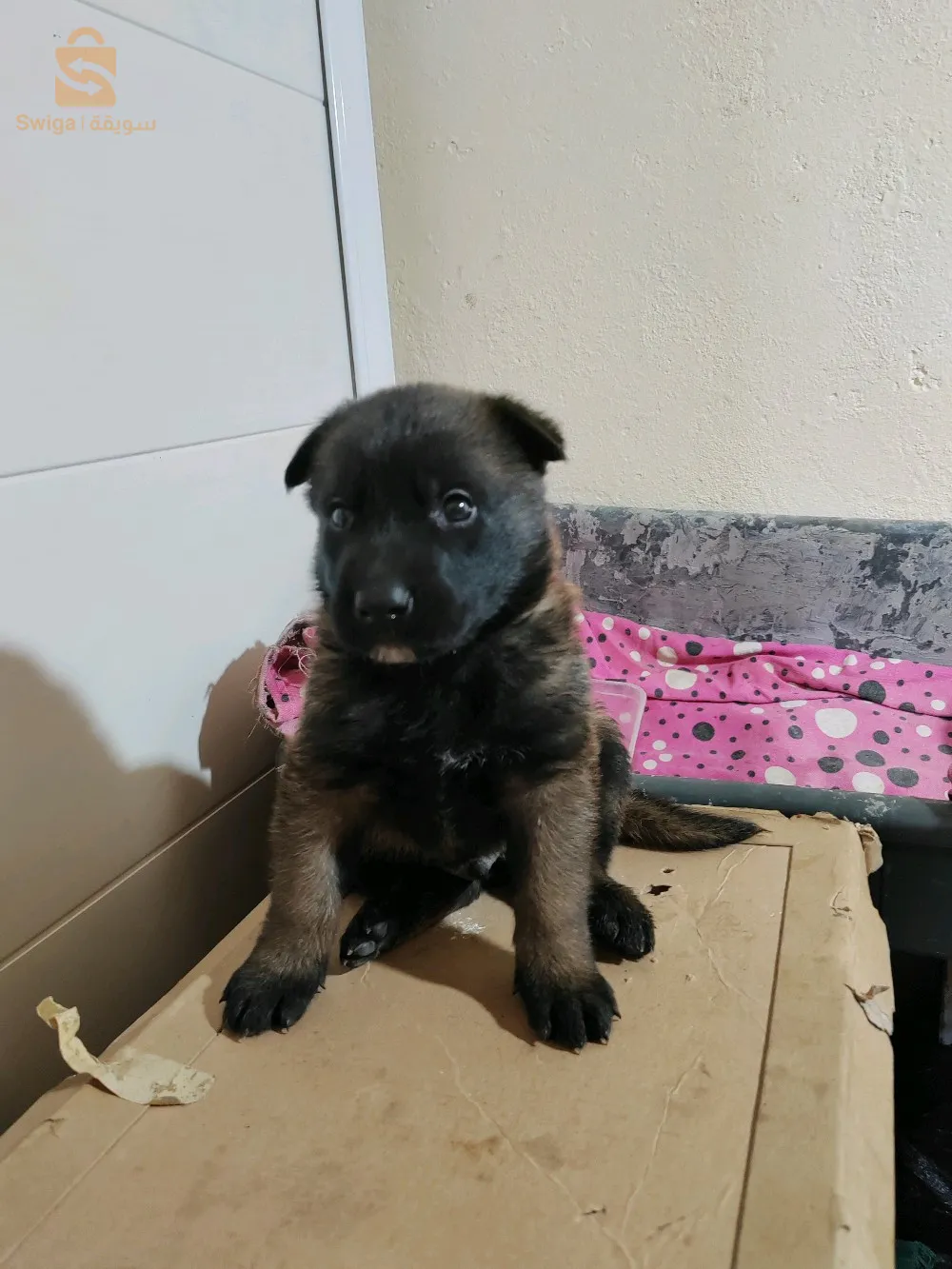 جرو مالينوا