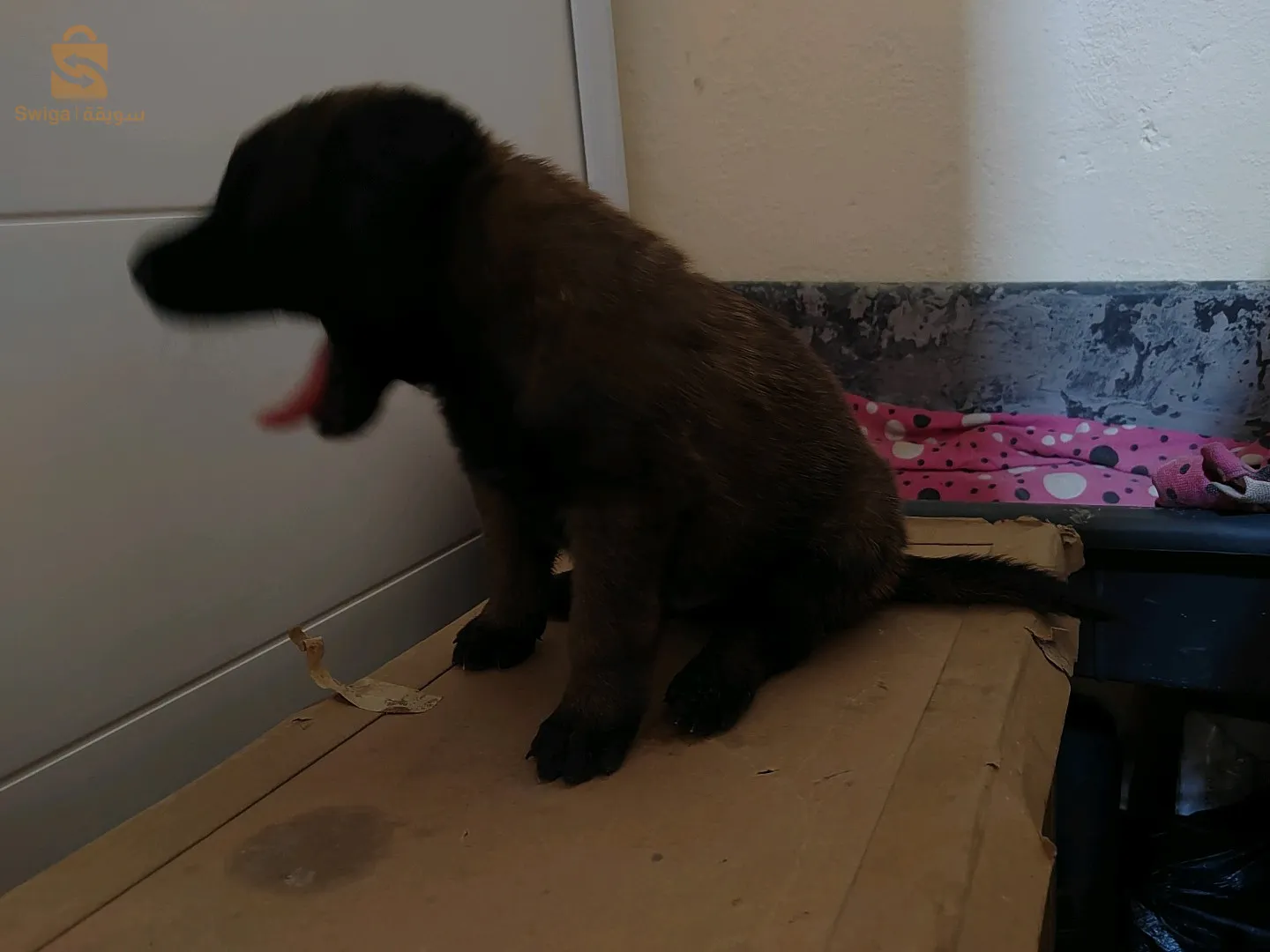 جرو مالينوا