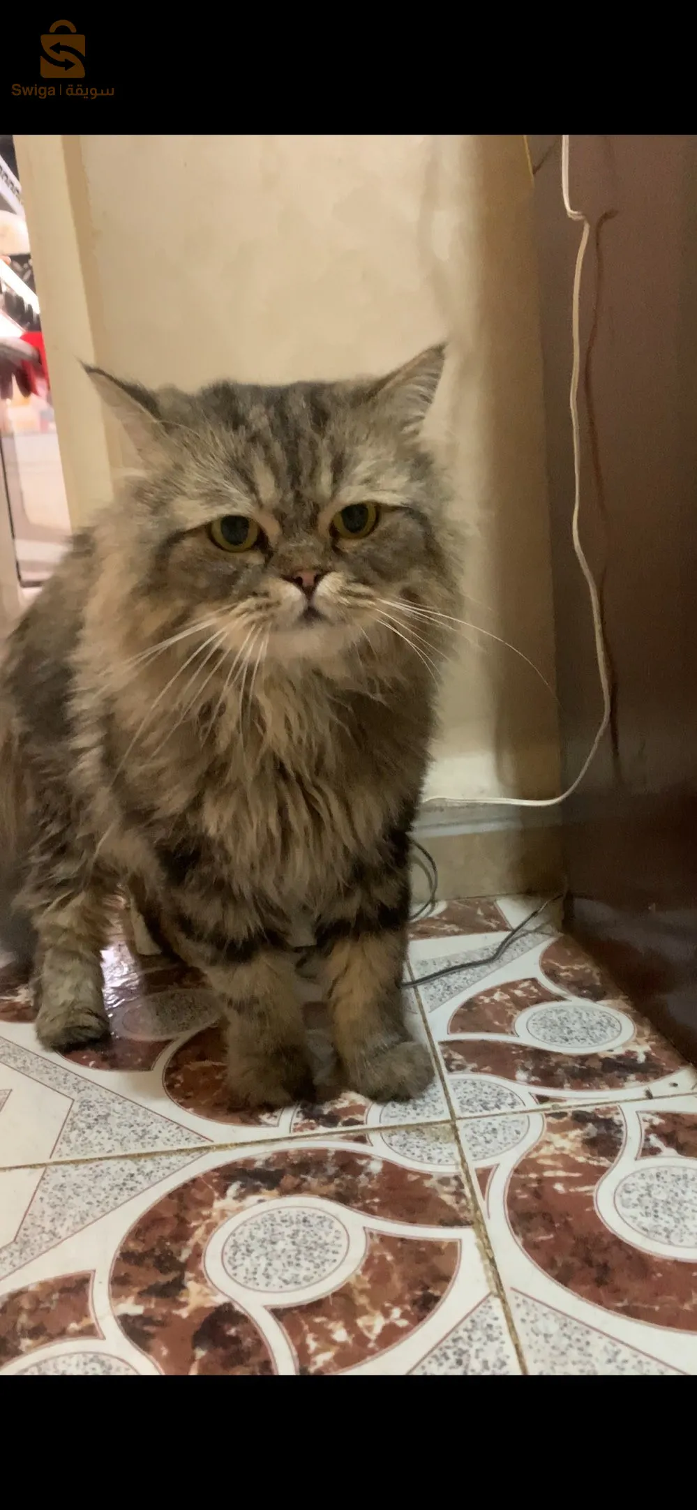 قط شيرازي فارسي نوع العتابي