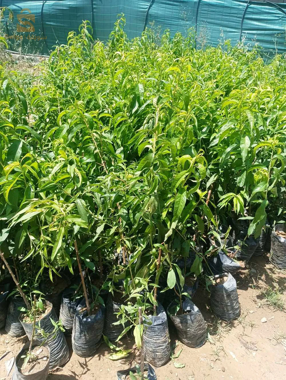 جميع اصناف خوخ ونكتارين