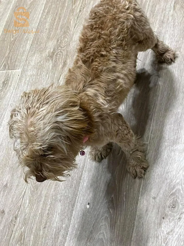 كانيش قلوشي خلاص