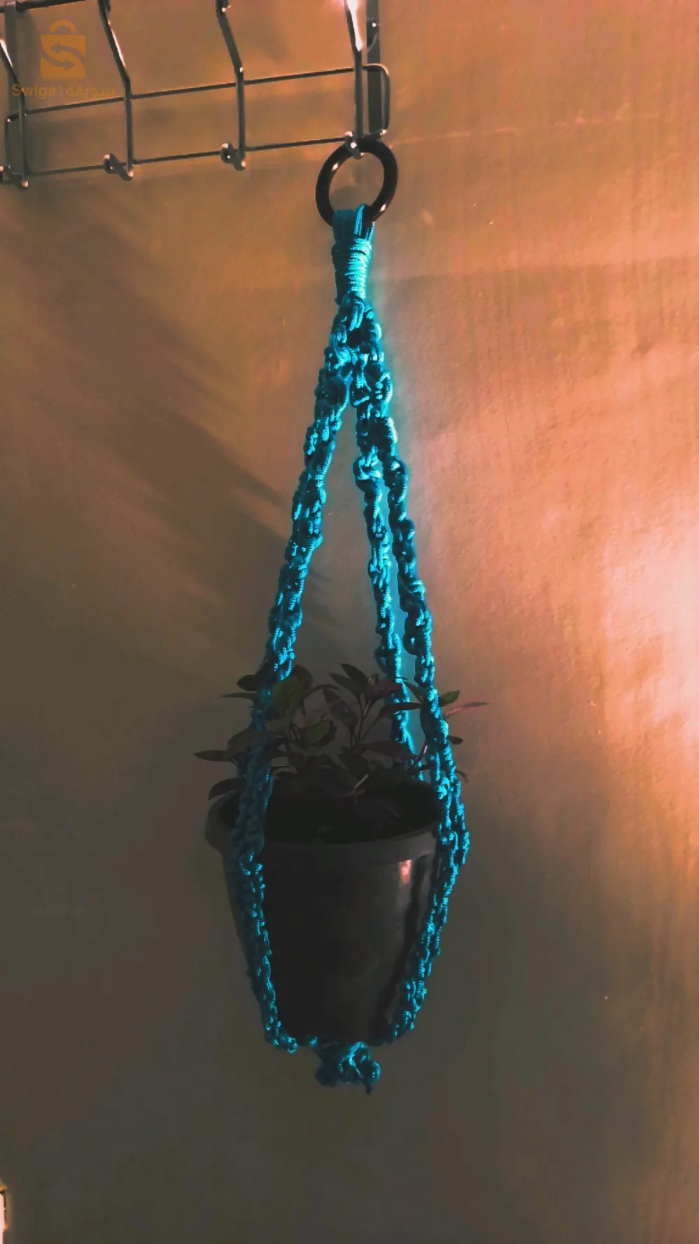 علاقة نباتات الزينة