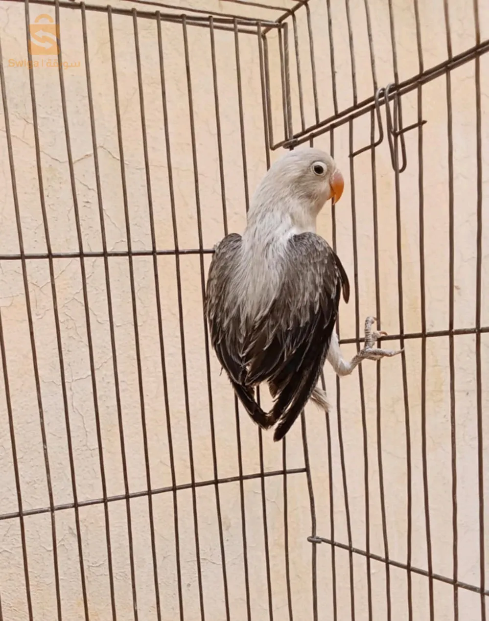 ؤبالين إيوينڨ دوبل فاتير