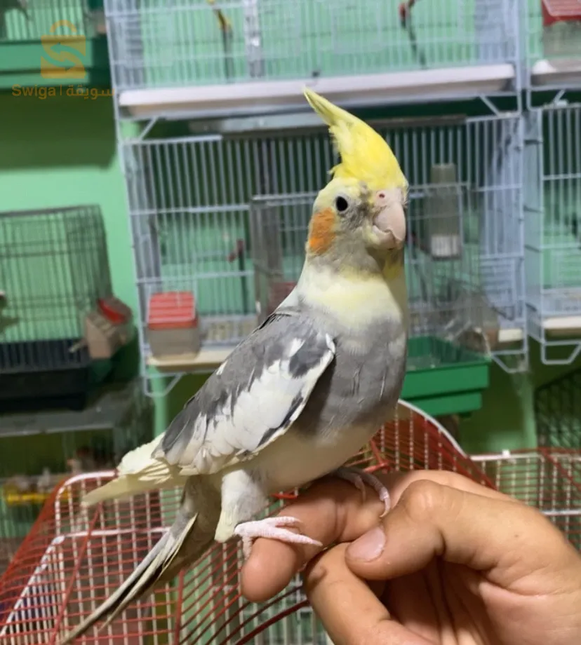 كوكتيل(كالوبسي)