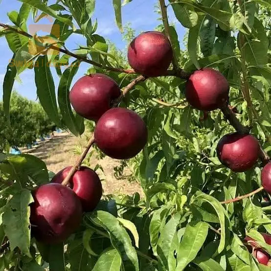 جميع اصناف خوخ ونكتارين
