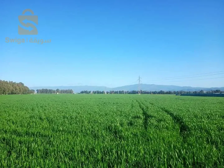 محمد البشير 115