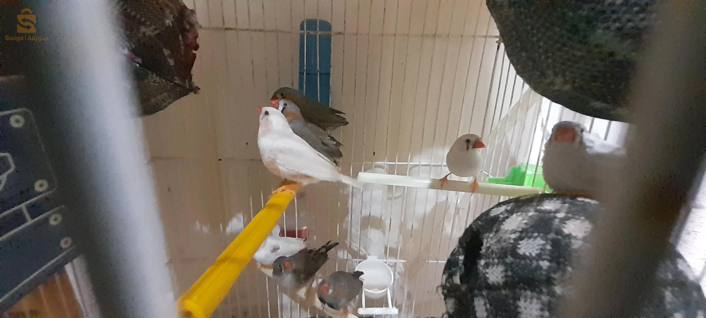 كاين 6 كوبلات زيبرا راح يحطو البيض سومو مفيد 
0671486633