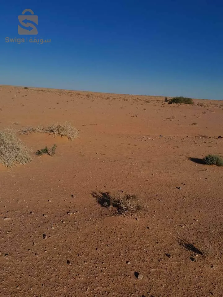 ارض فلاحية بيضاء الماء قريب بحداا بزاف لي مفلحين تقدر تكري الماء وتخدم يصلح دلاع  كنطالو بيوت بلاستيكية طماطم ربي يبارك يصلح نخيل كل شيء كون خدام ربي يعينك