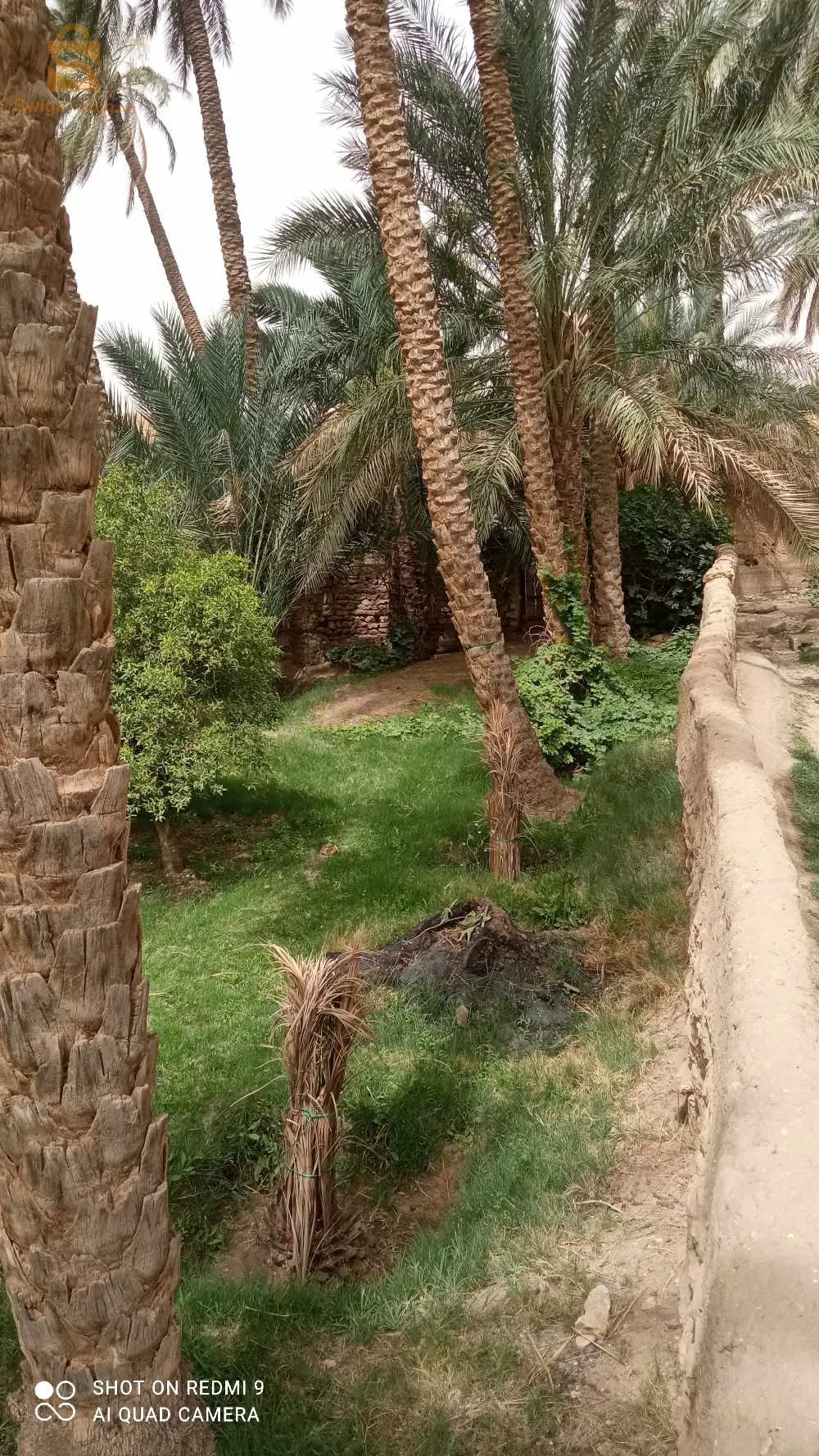 جنان للبيع في بلدية شتمة ولاية بسكرة فيه 36نخلة مخلطة كبيرة وصغيرة وشجرات قريب من الماء و الطريق وثائق تاعو عرفي لي يهمو الأمر يكلم ولي مش شاري مكلاه يبعثلي 0666519805