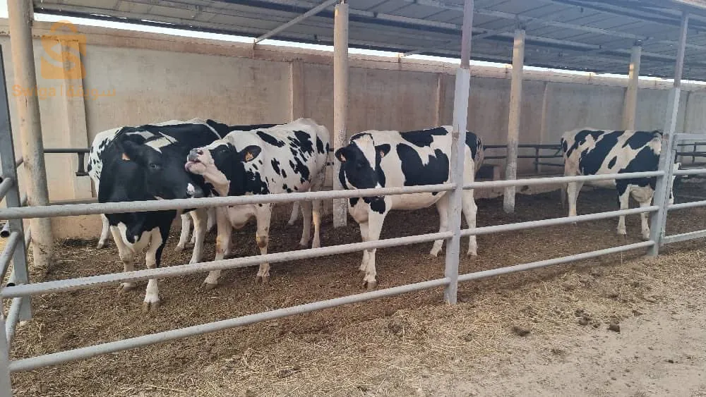 Ferme de production de lait