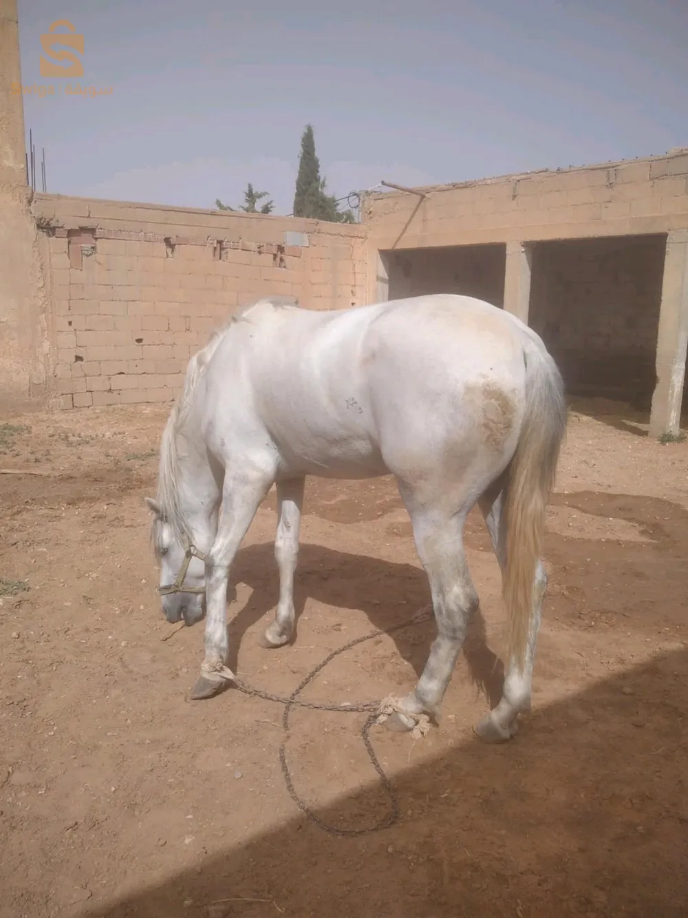 رباع الرابعة.  لعاب . ساهل