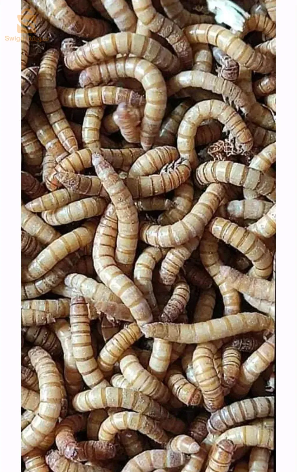 دود القبابي