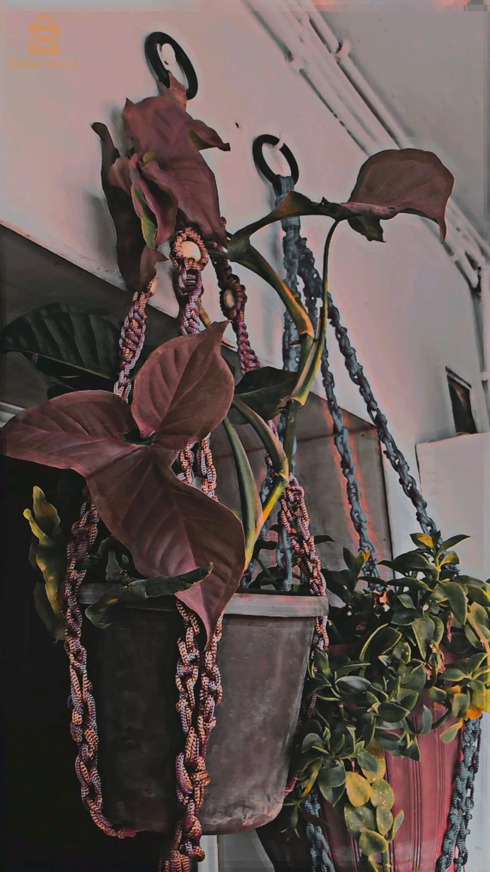 Indoors plant hanger