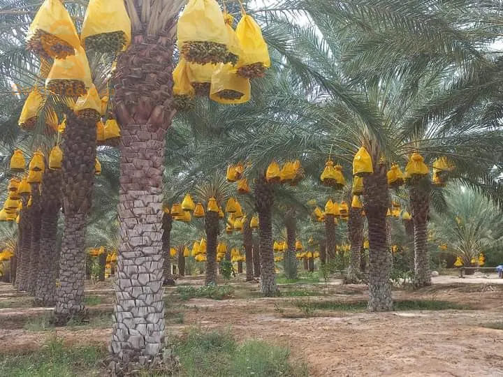 فوغالة بسكرة