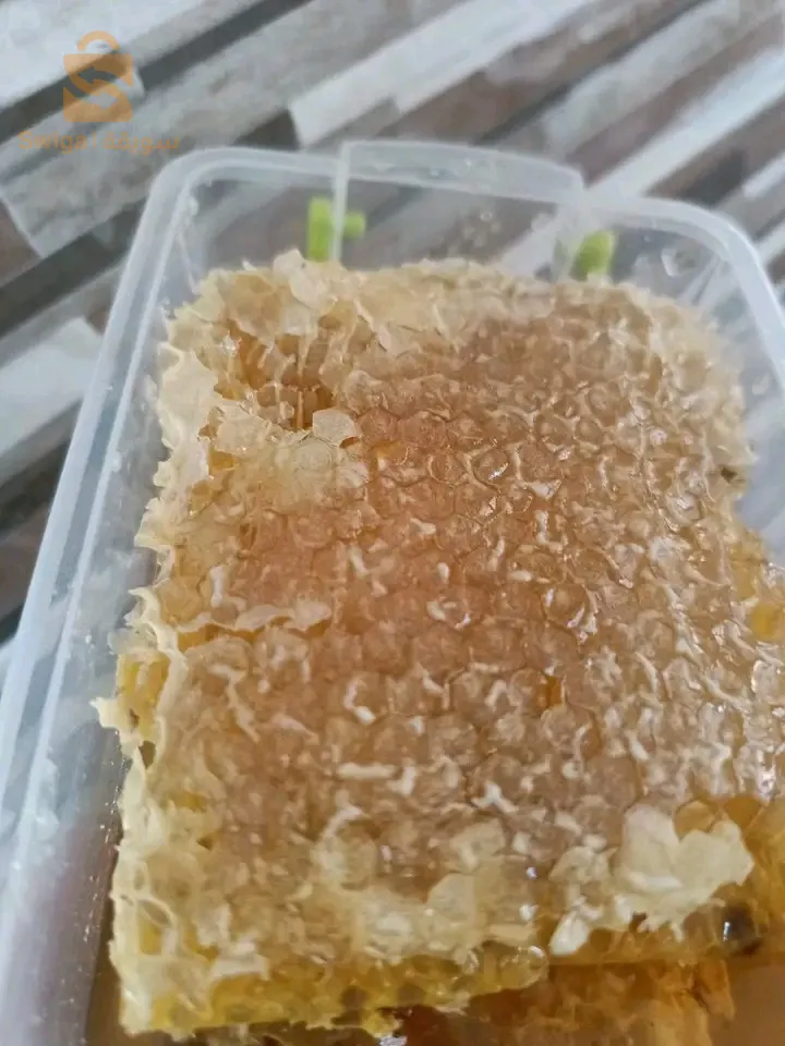 معسكر