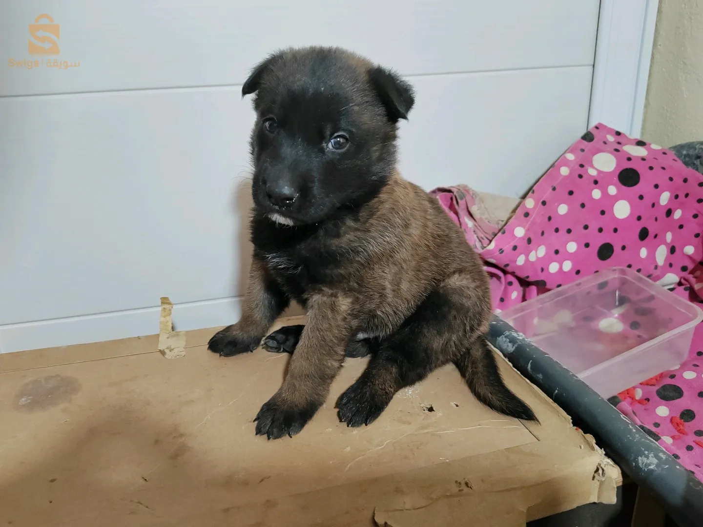 جرو مالينوا