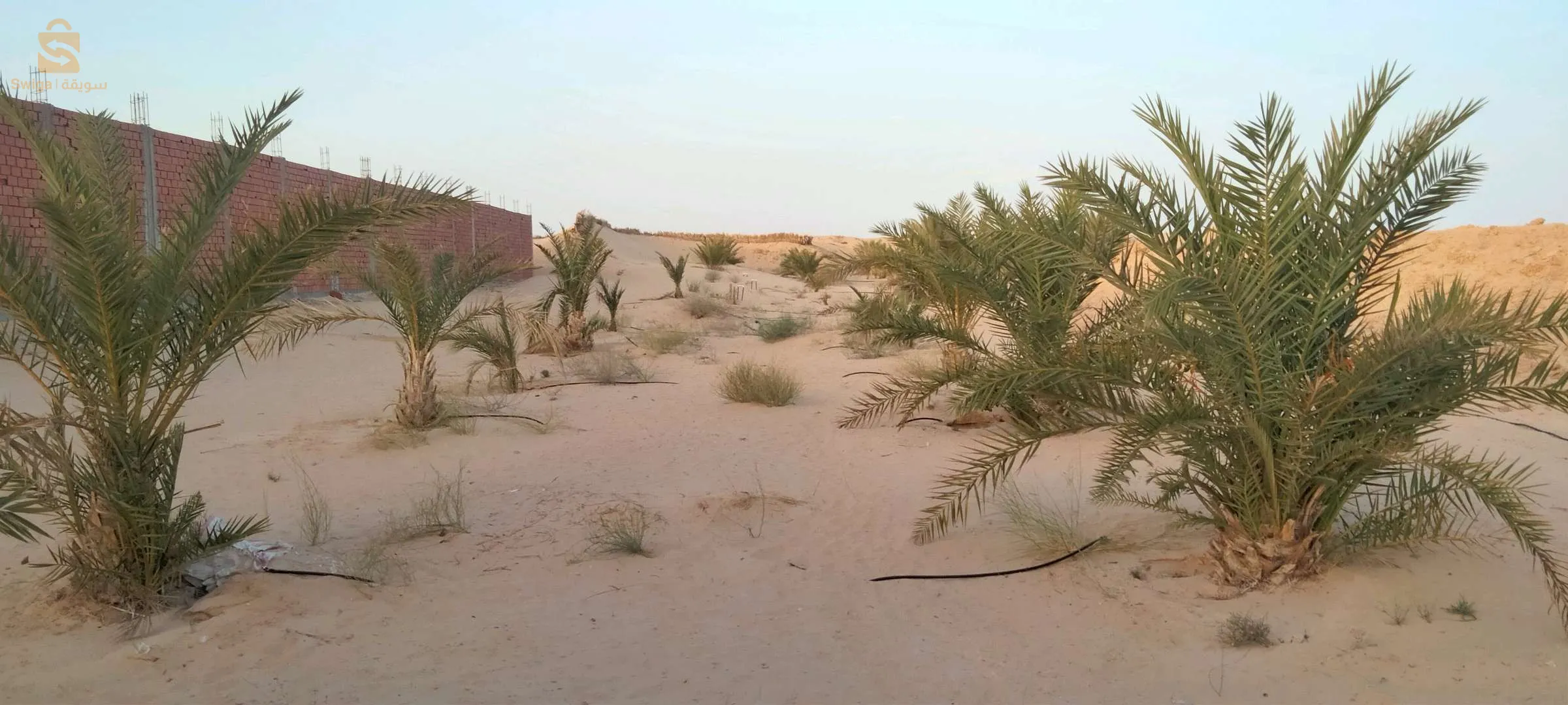 مزرعة للبيع