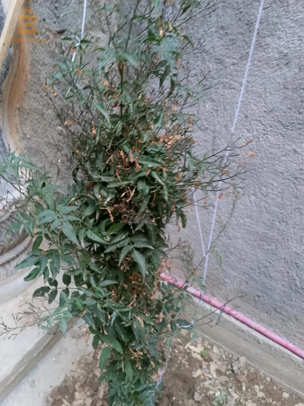 ام البواقي