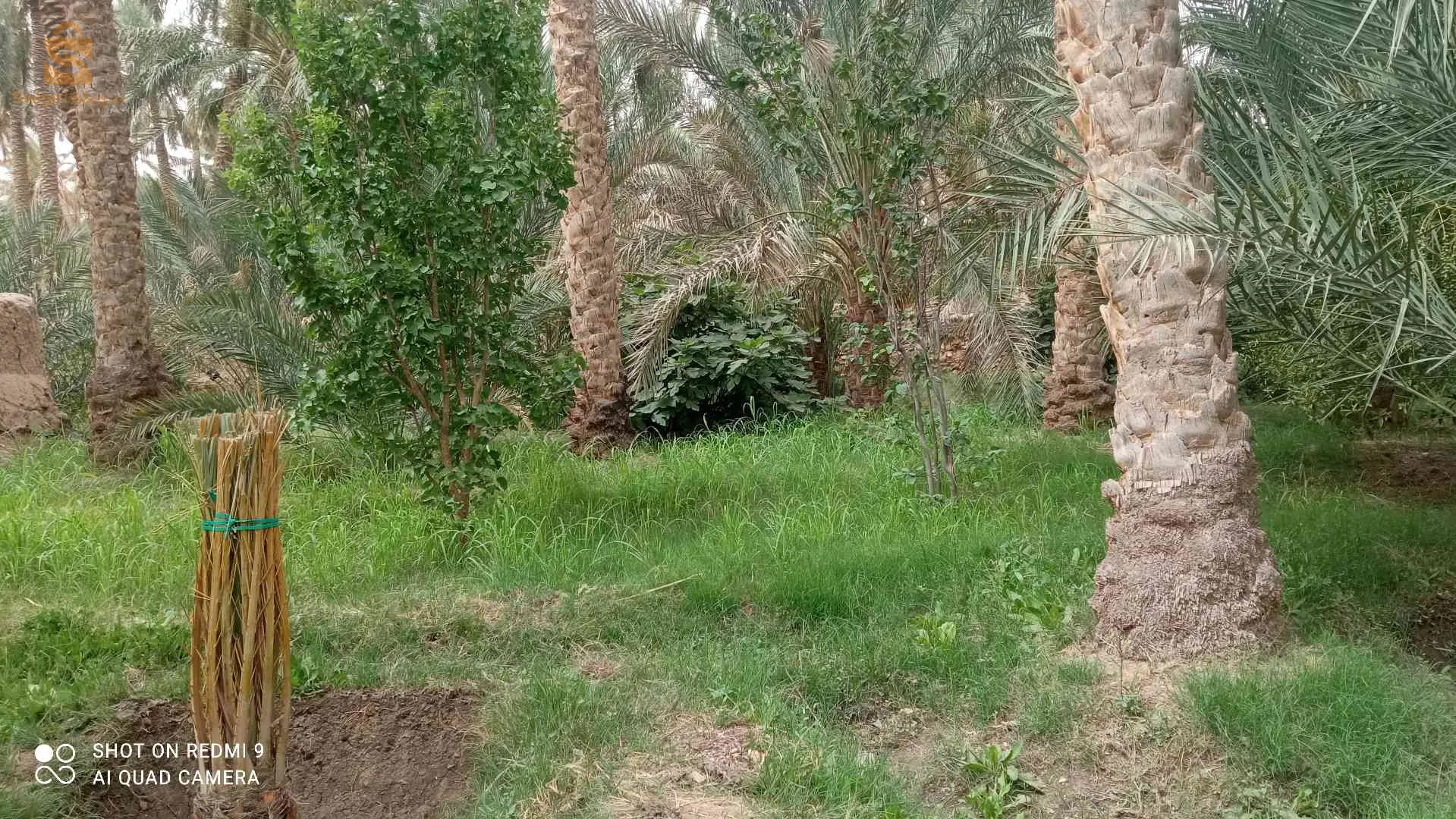جنان للبيع في بلدية شتمة ولاية بسكرة فيه 36نخلة مخلطة كبيرة وصغيرة وشجرات قريب من الماء و الطريق وثائق تاعو عرفي لي يهمو الأمر يكلم ولي مش شاري مكلاه يبعثلي 0666519805