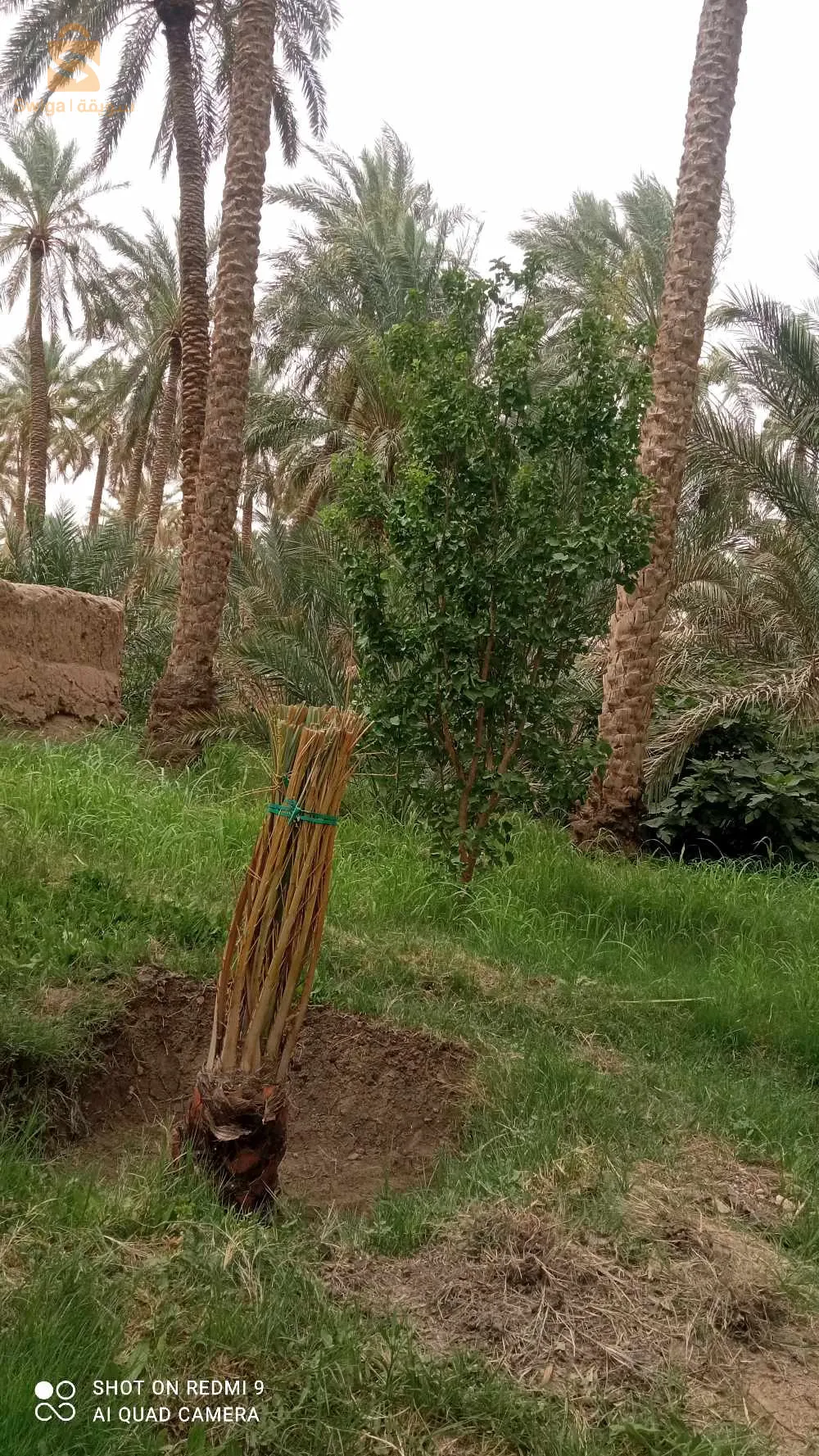 جنان للبيع في بلدية شتمة ولاية بسكرة فيه 36نخلة مخلطة كبيرة وصغيرة وشجرات قريب من الماء و الطريق وثائق تاعو عرفي لي يهمو الأمر يكلم ولي مش شاري مكلاه يبعثلي 0666519805