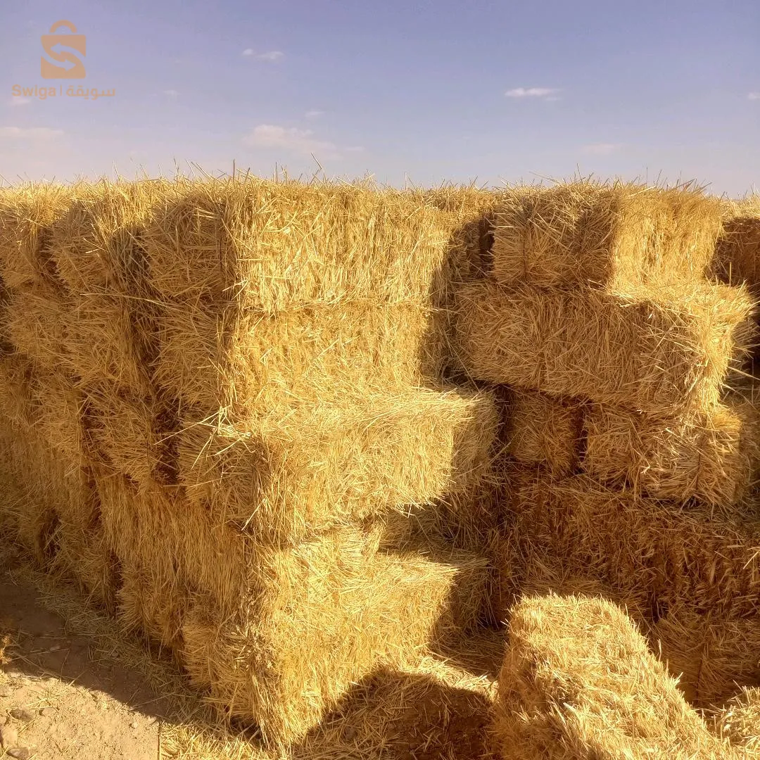 تبن شعير  جديد