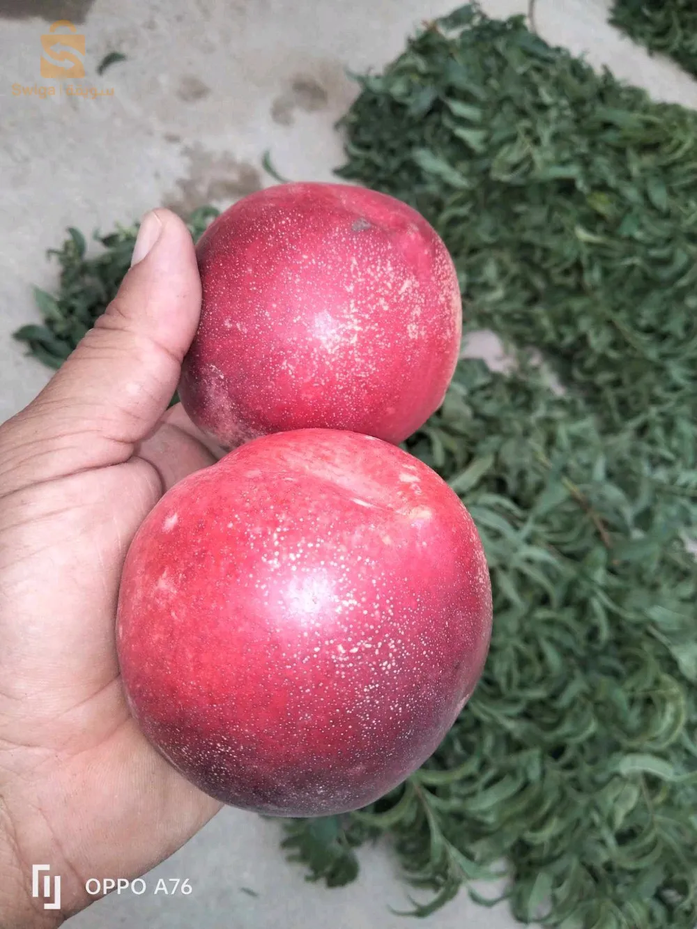 جميع اصناف خوخ ونكتارين