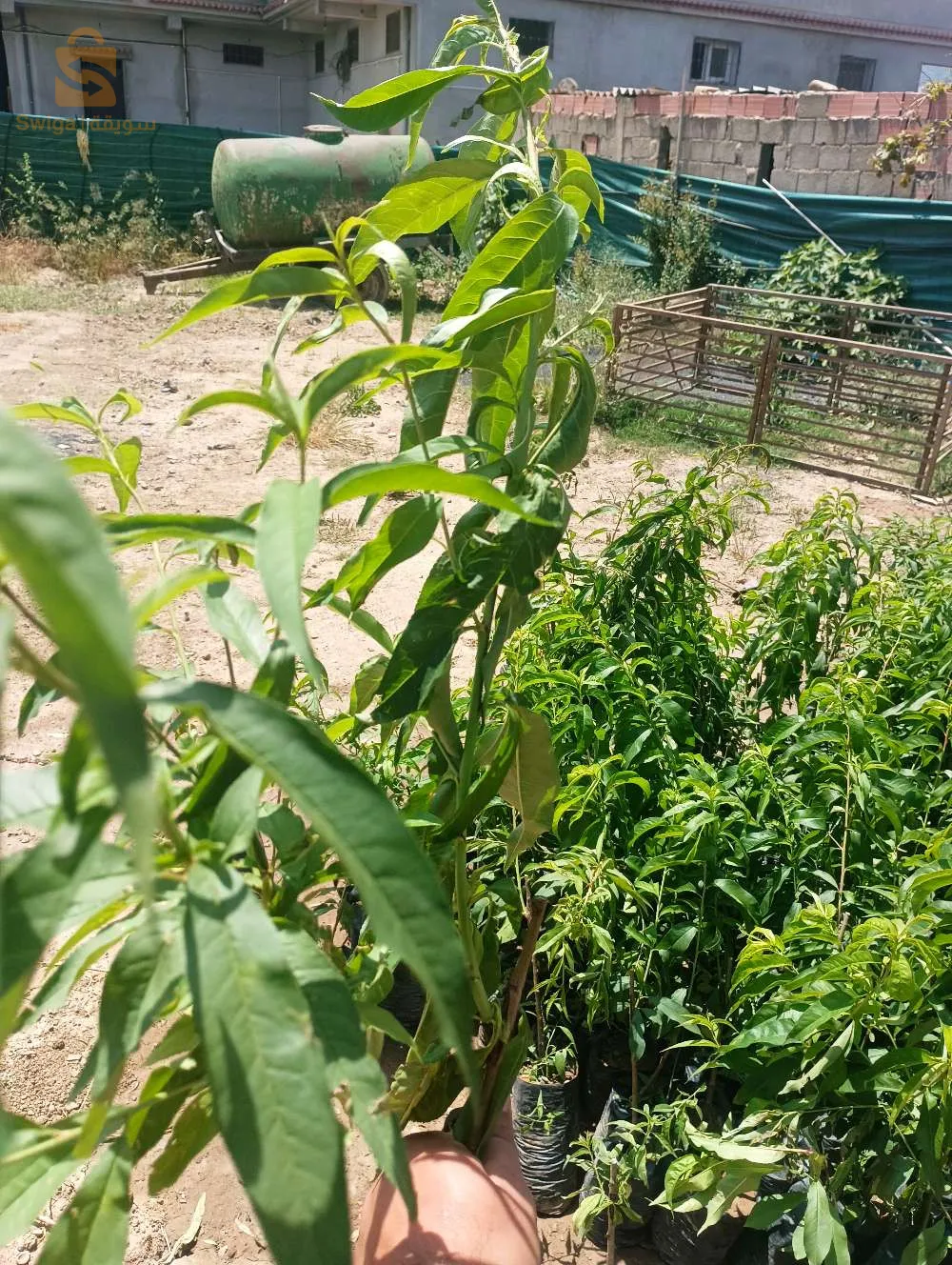 جميع اصناف خوخ ونكتارين