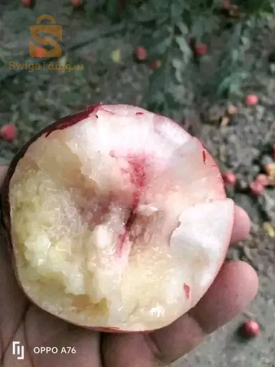 جميع اصناف خوخ ونكتارين