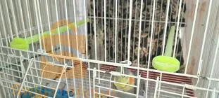 زوج من طيور الكالوبسيت او الكروان