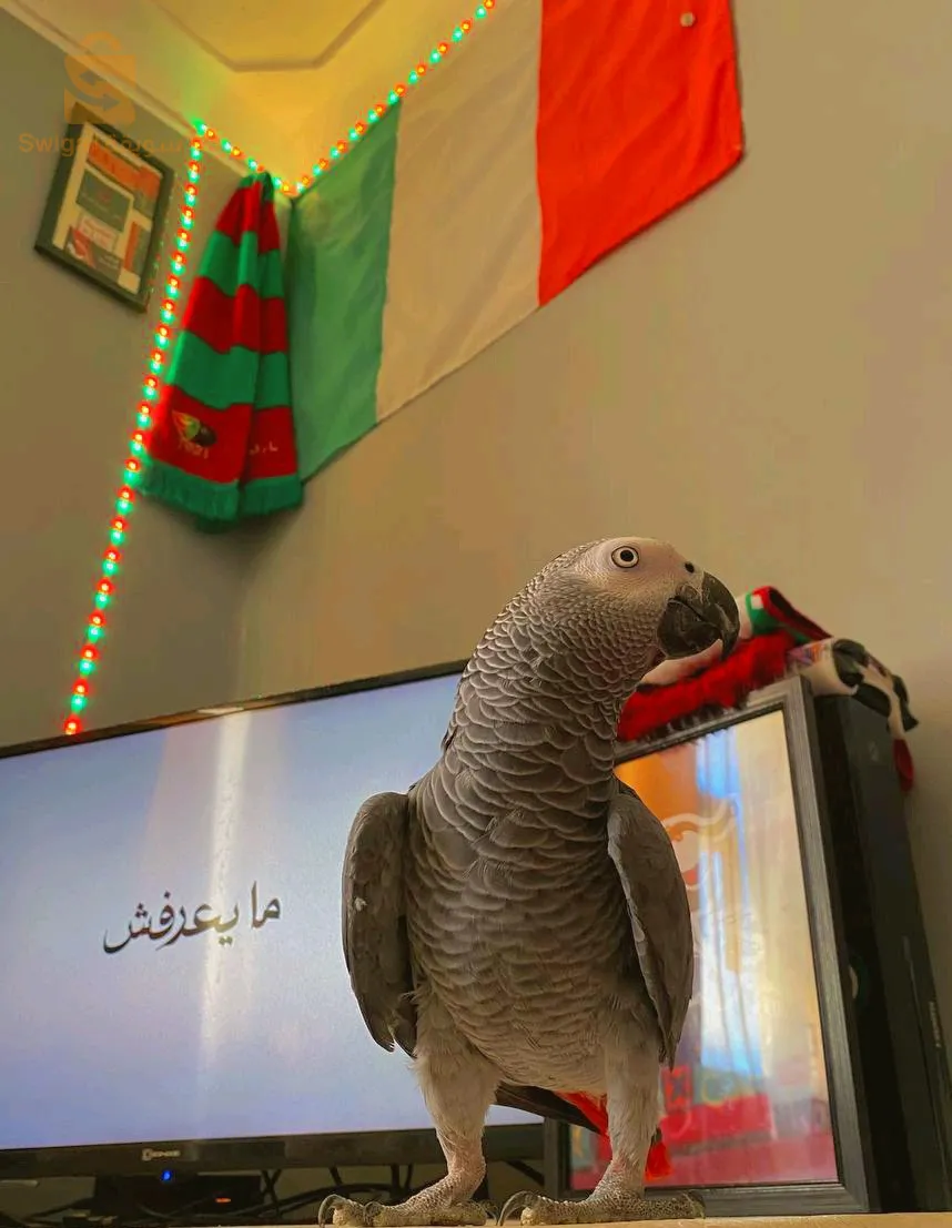عين المالحة 2