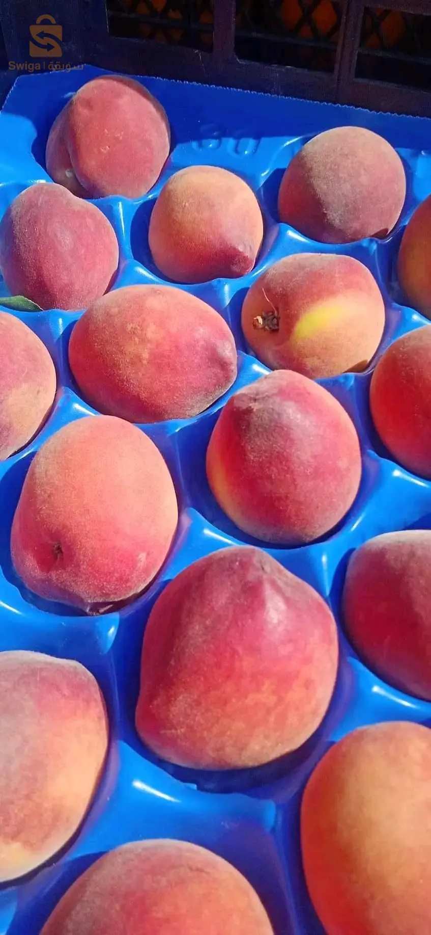 جميع اصناف خوخ ونكتارين
