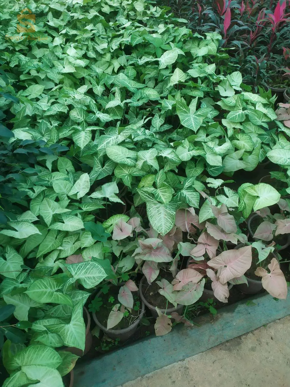 jardinerie