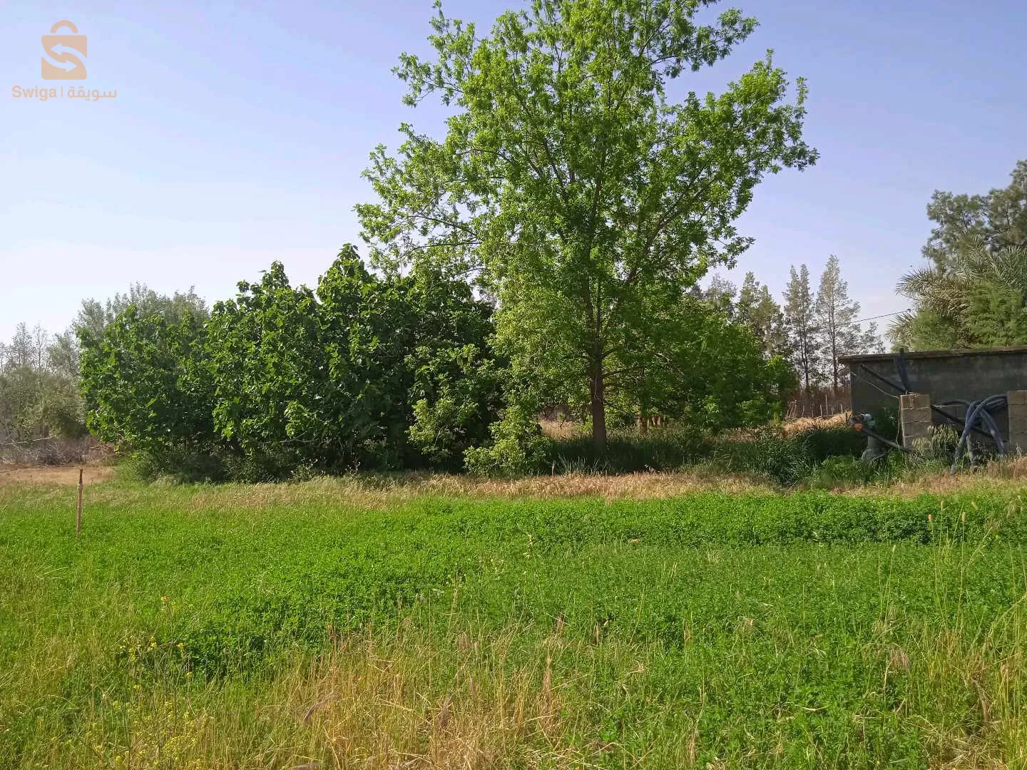 العضلة معذر بوسعادة