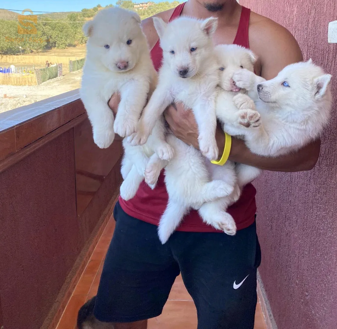 Choit husky  malamute  4 mlae 2 femelle de 35 jours vacciné vermifuge celui ou celle qui intéresse me contact num 0553138019 
Lieu boumerdes
