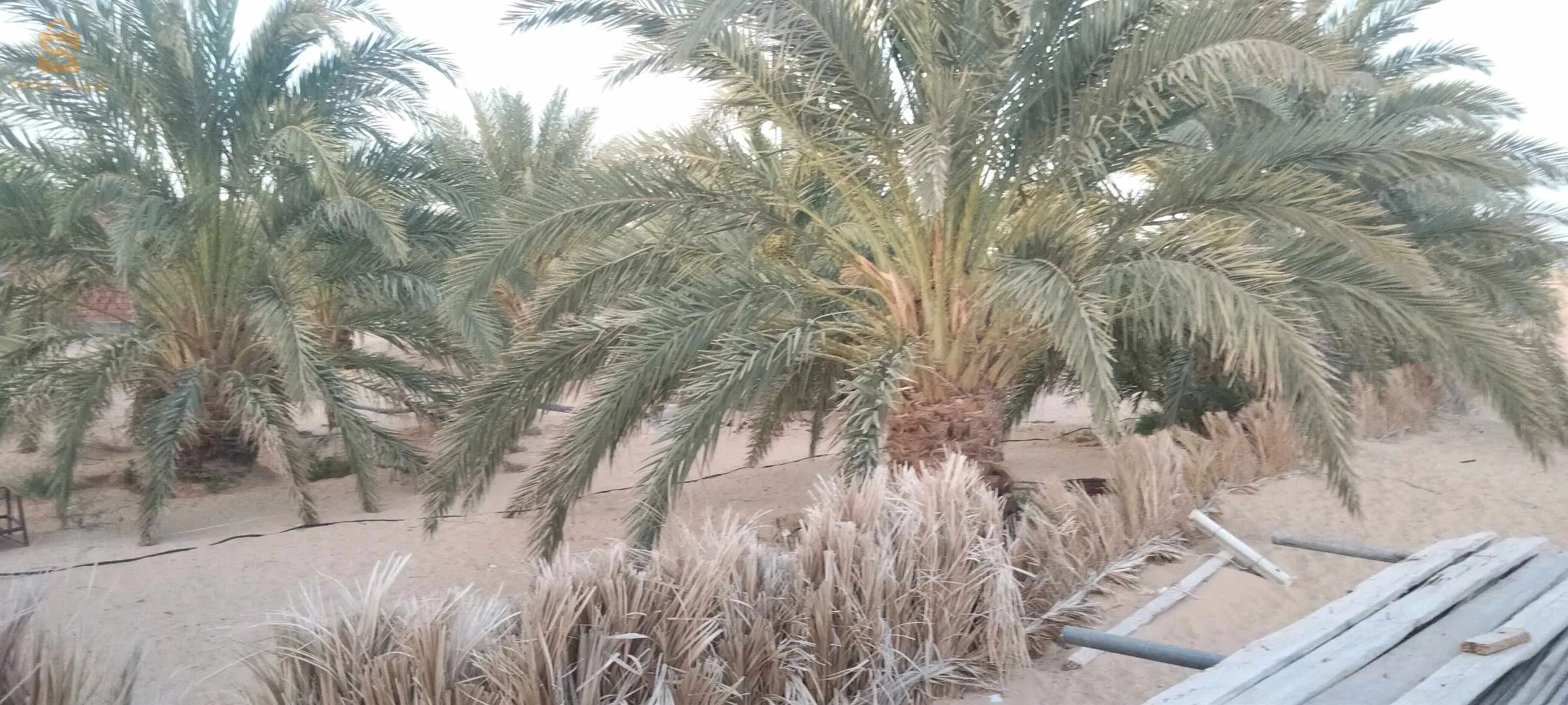 مزرعة للبيع