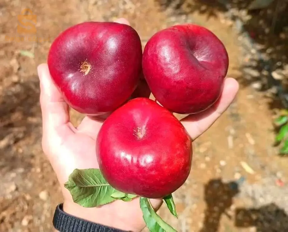 جميع اصناف خوخ ونكتارين