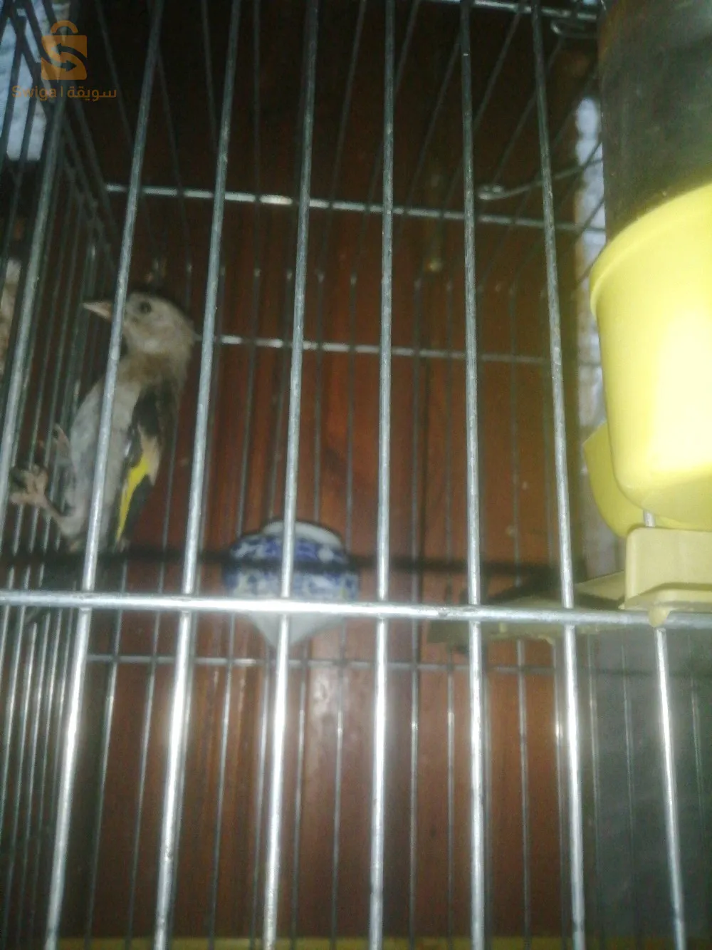 ذكر حسون للبيع