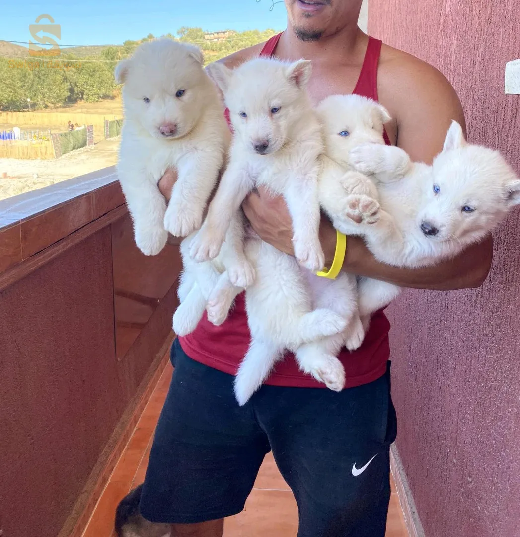 جراء هاسكي مالموث 4ذكور 2 إناث عمر 35 يوم مطعمين أو ملقحين لي مهتم يراسلني  بريفي أو يعيط 0553138019 مكان بومرداس