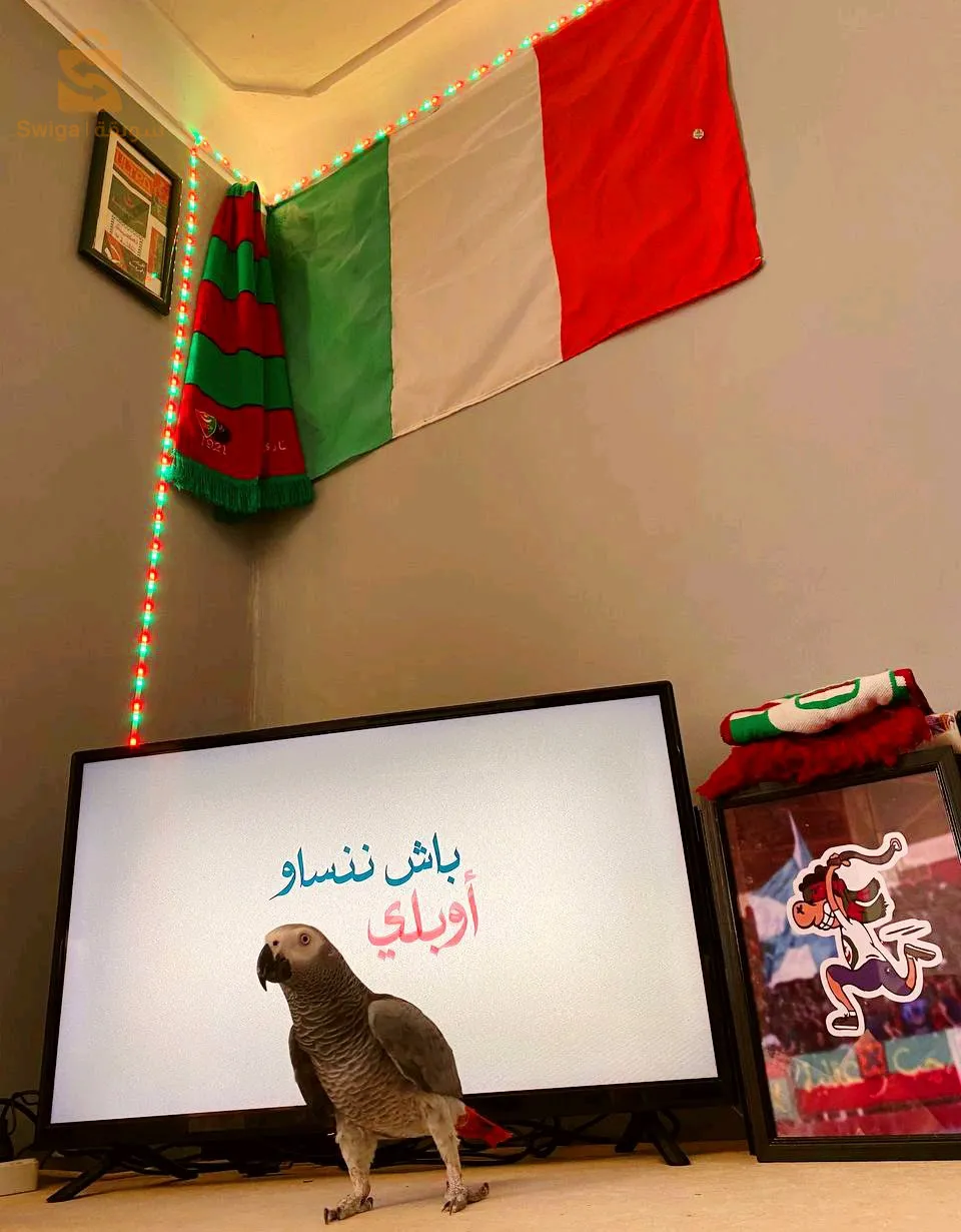 عين المالحة 2