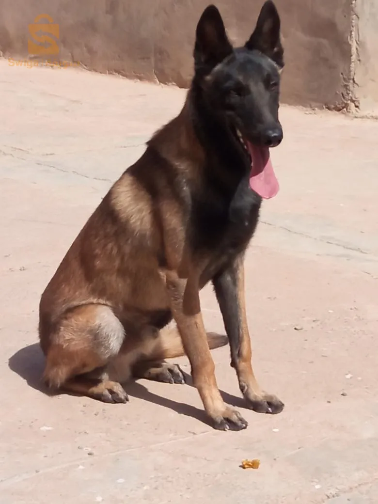 sig-mascar