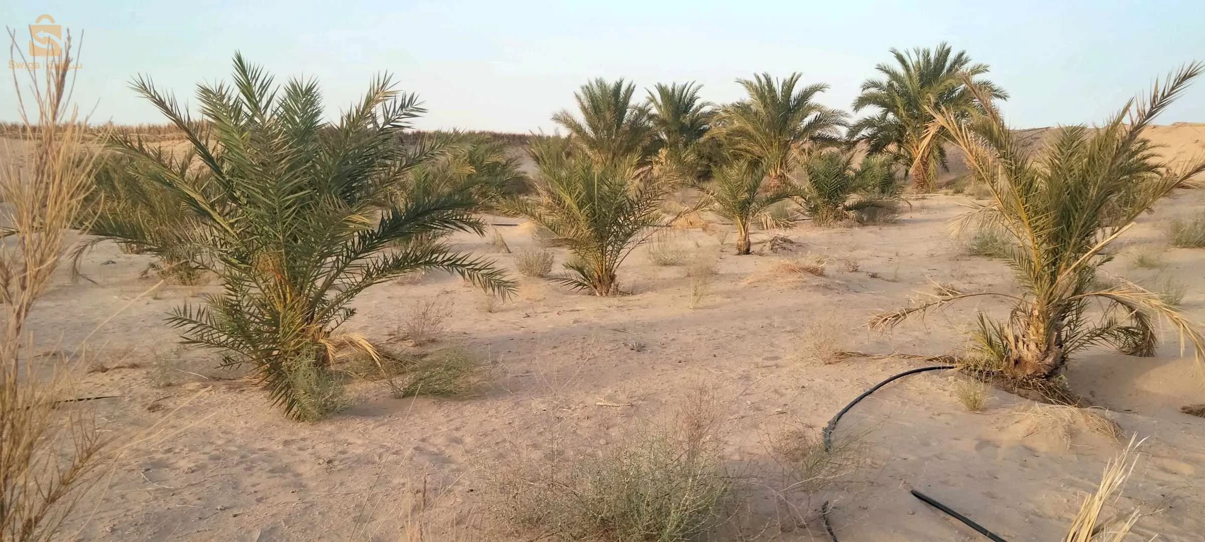 مزرعة للبيع
